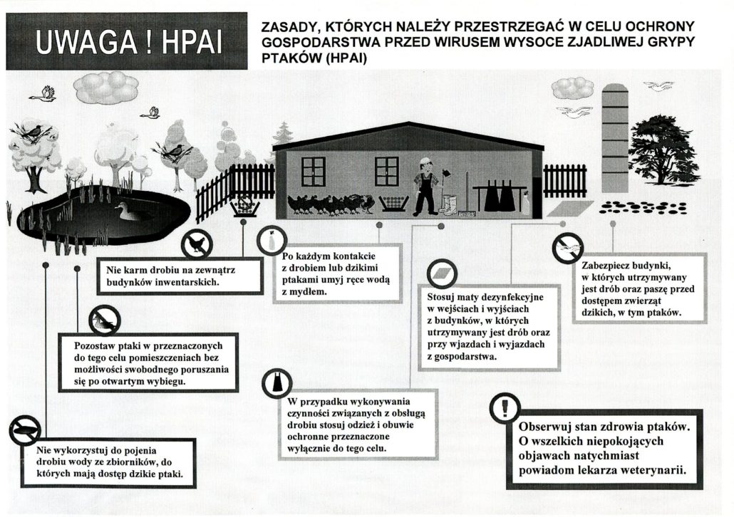 ptasia grypa 2017-006