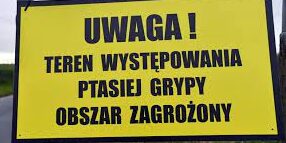 Komunikat Burmistrza Lidzbarka w sprawie wykrycia ogniska ptasiej grypy w miejscowości Kiełpiny