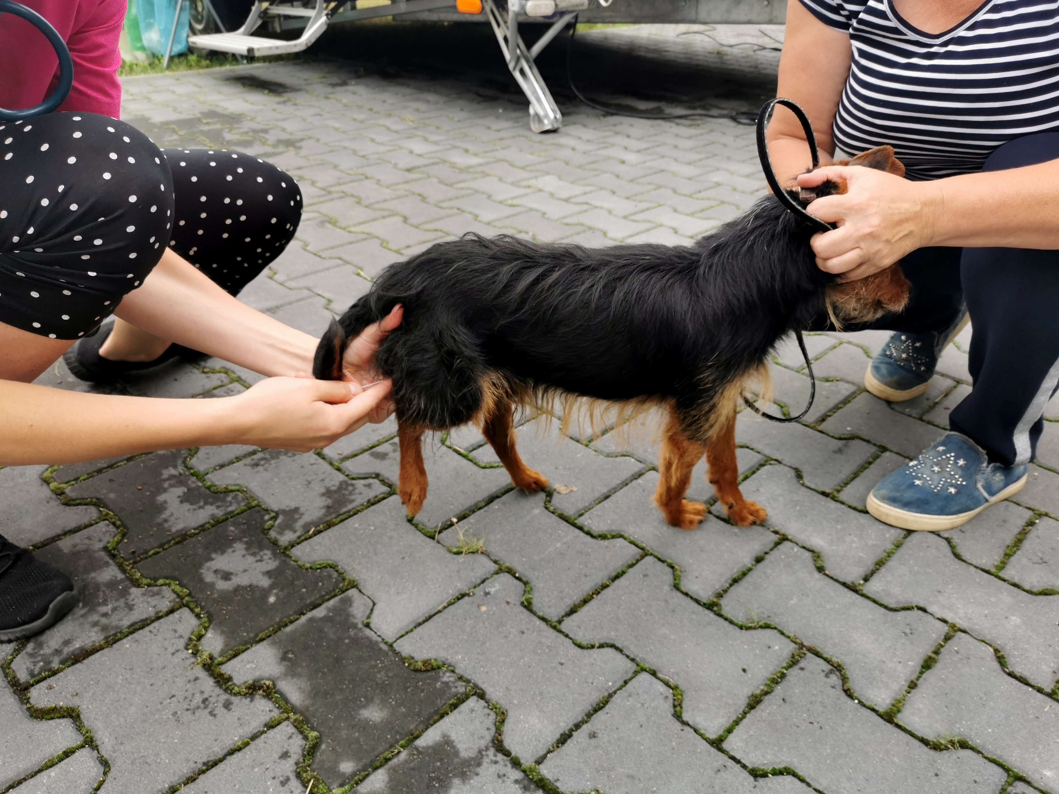 Sterylkobus w Gminie Lidzbark