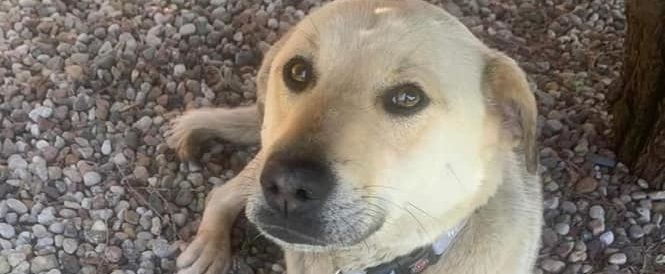 Cleo do adopcji lub tymczasowania