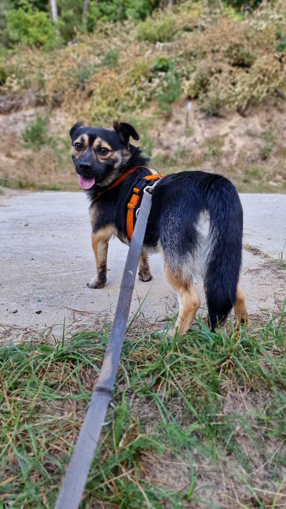 Koko do adopcji