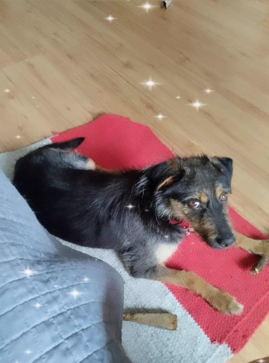 Sabciado adopcji z domku tymczasowego