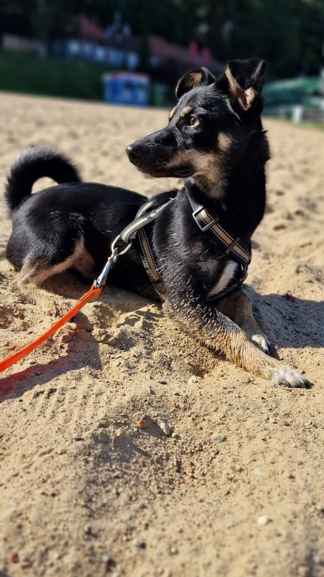 Milo do adopcji z domu tymczasowego