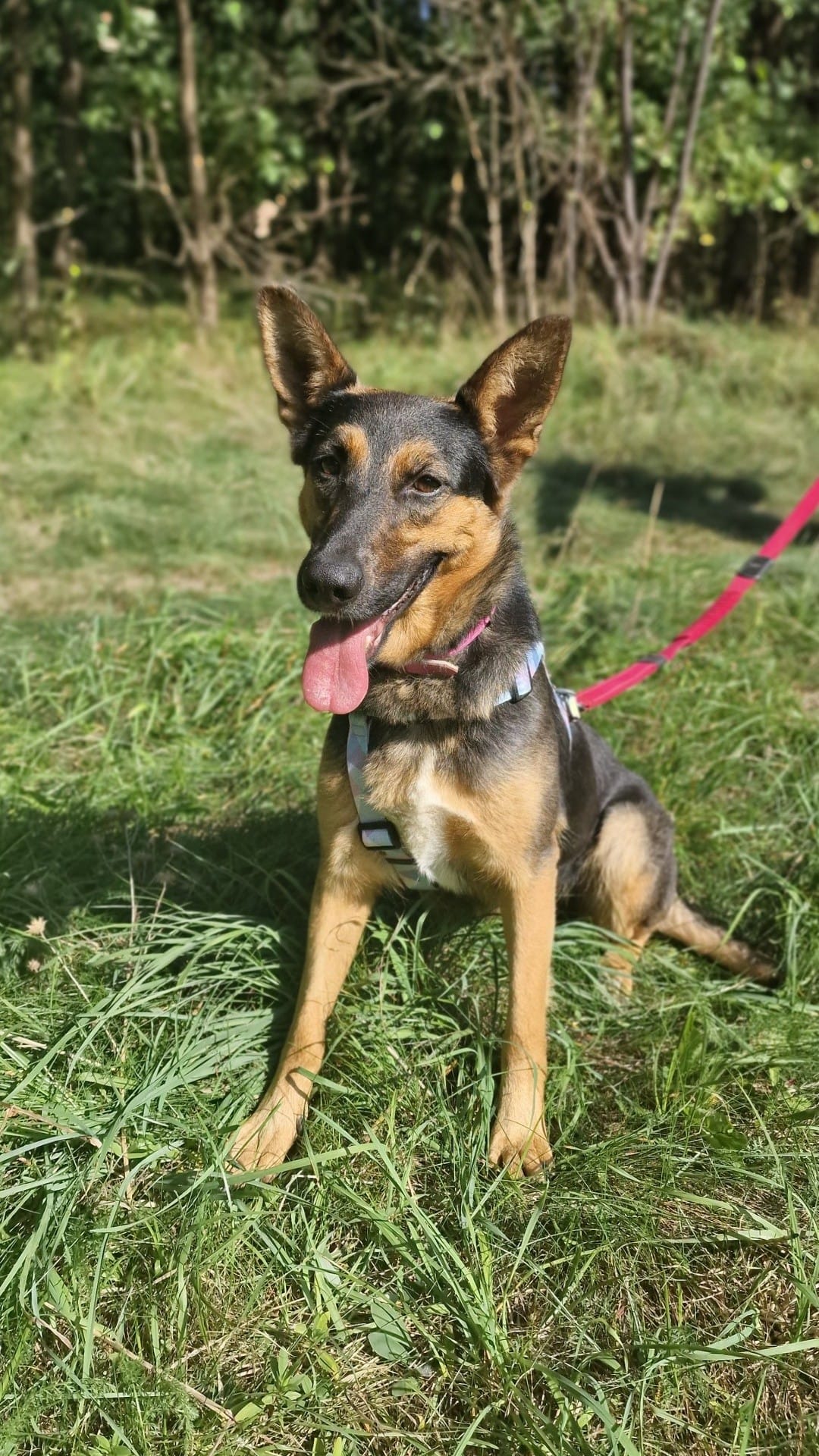 Kori do adopcji z domu tymczasowego