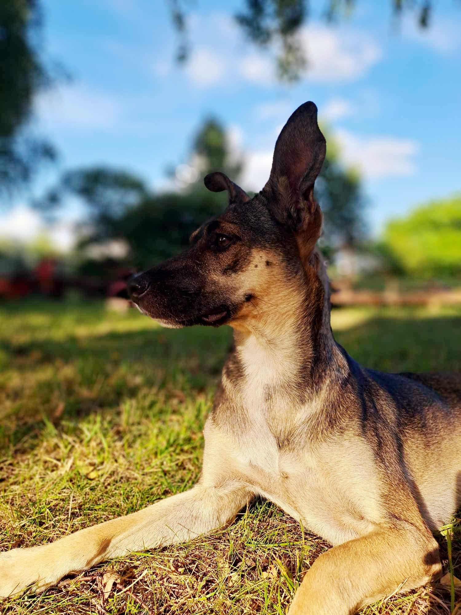 Fruziado adopcji z domu tymczasowego