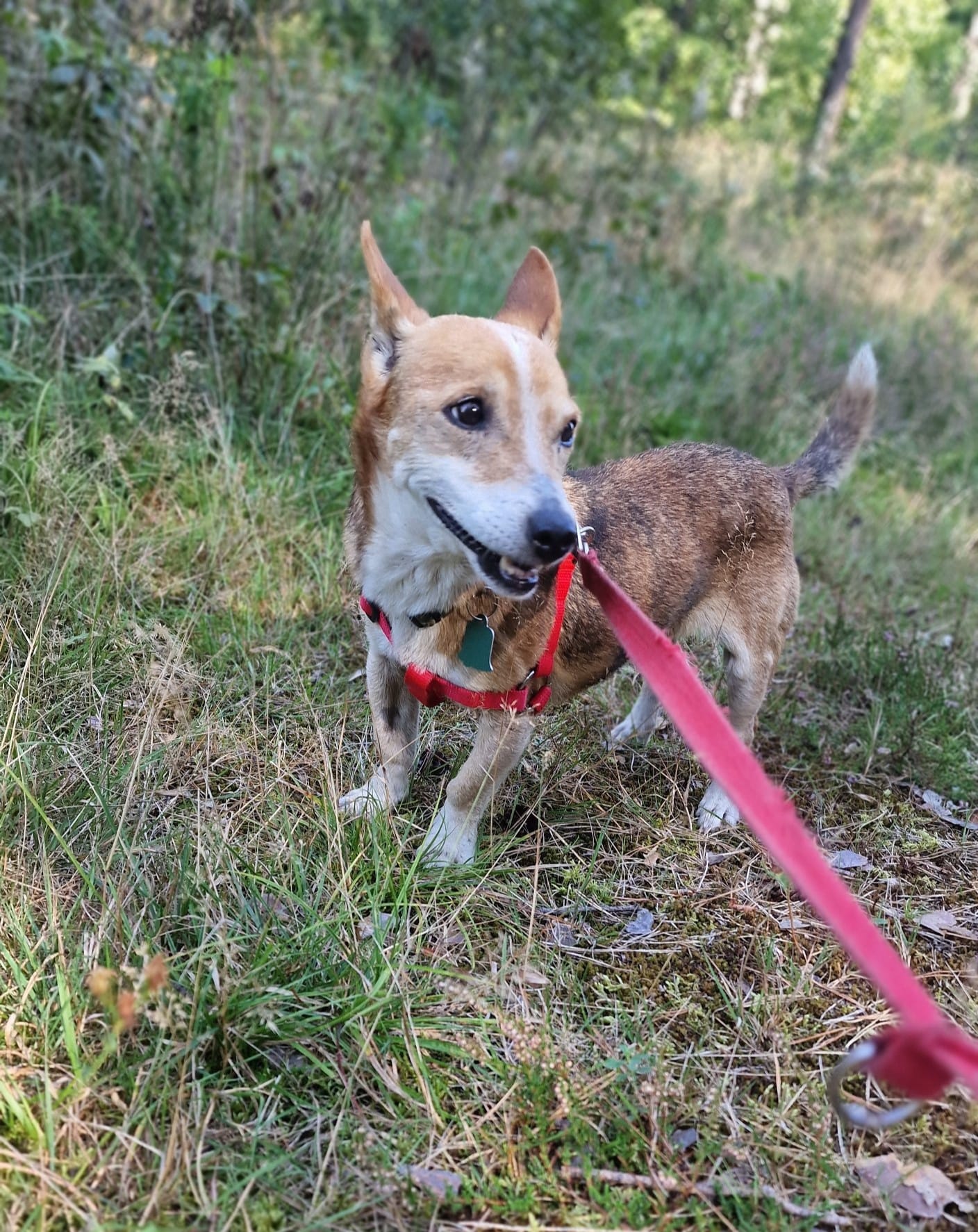 Jagódka do adopcji z domku tymczasowego