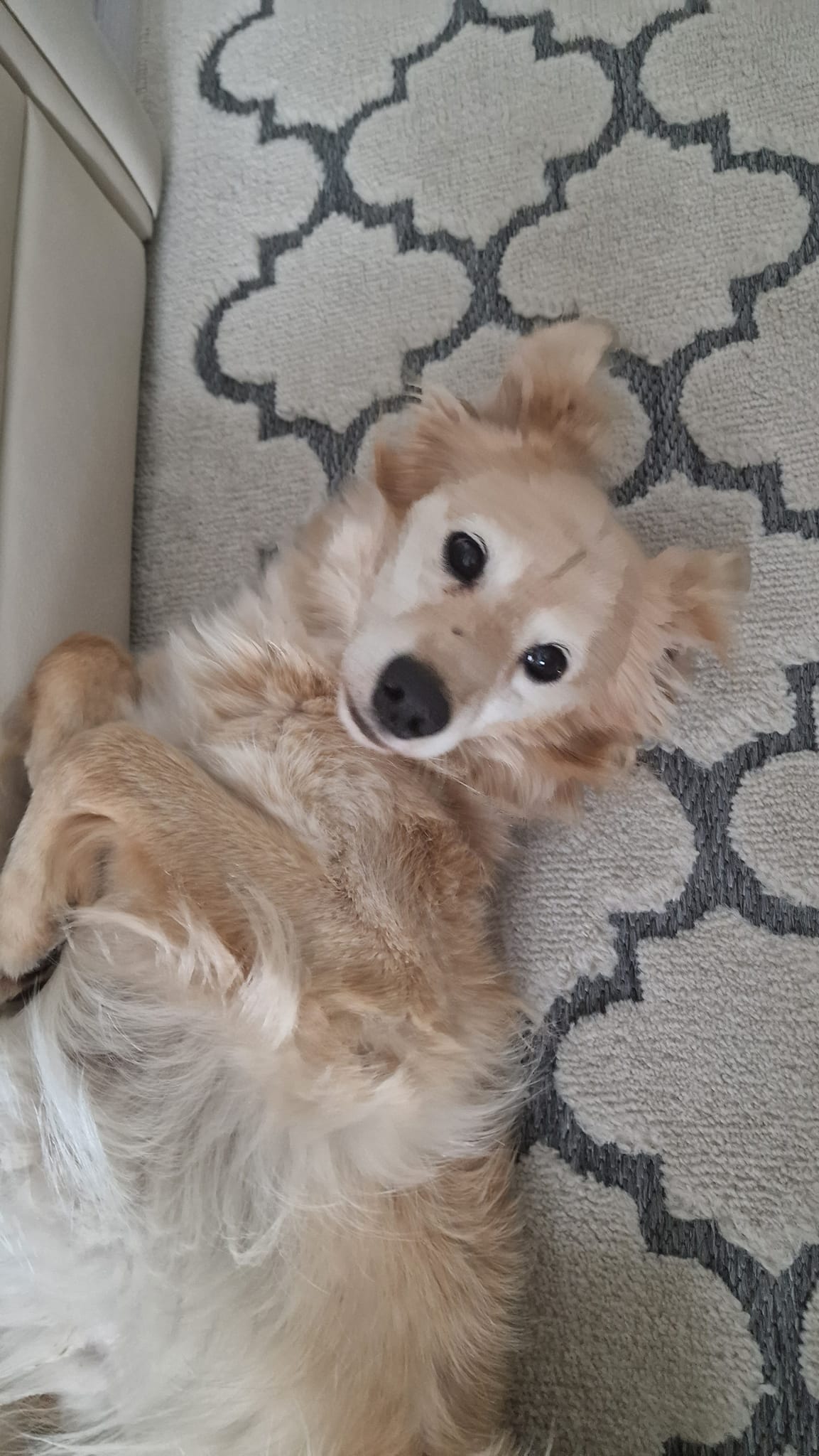 Lolek do adopcji z domku tymczasowego