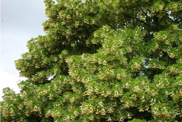 Drzewa miododajne