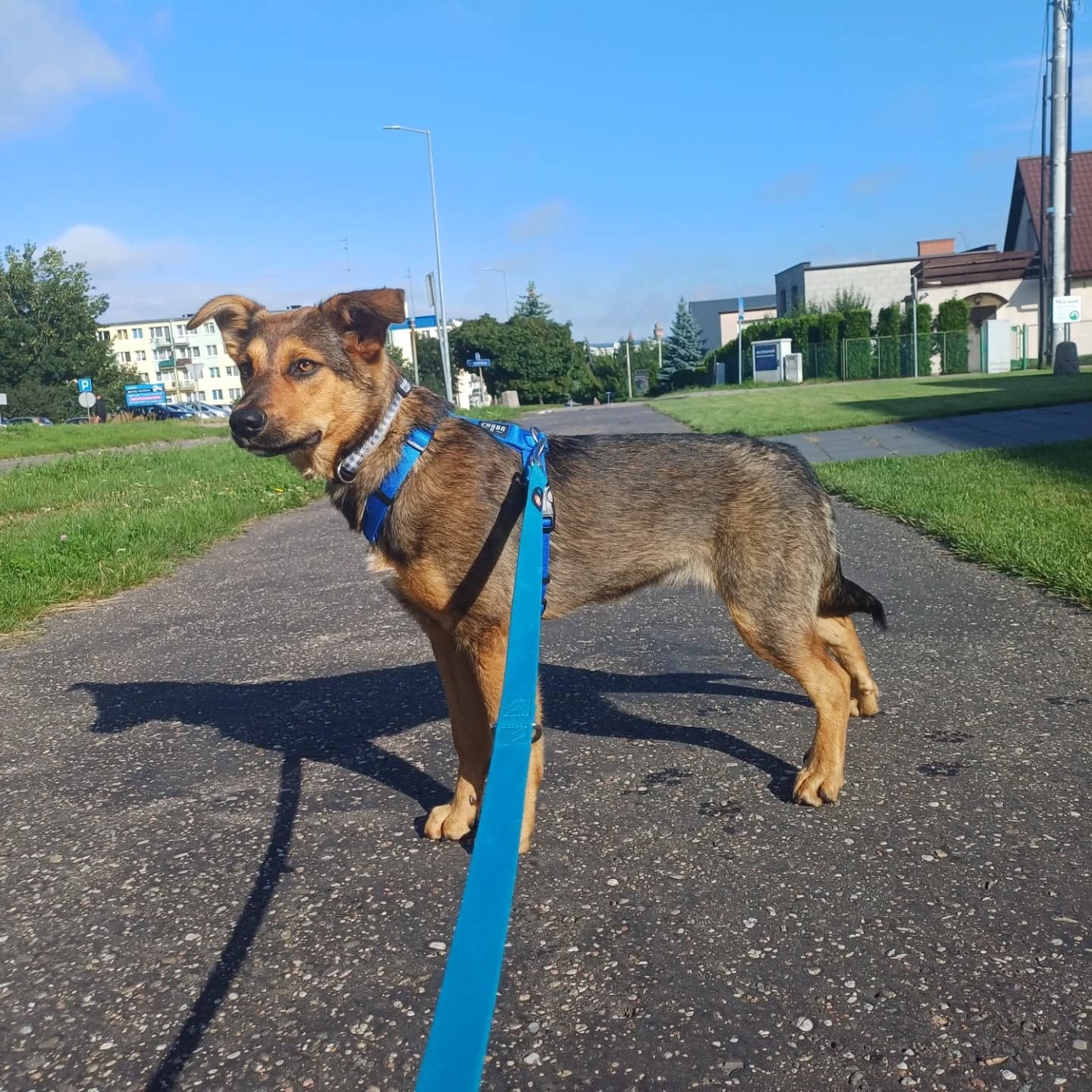 Sara do adopcji lub tymczasowania!