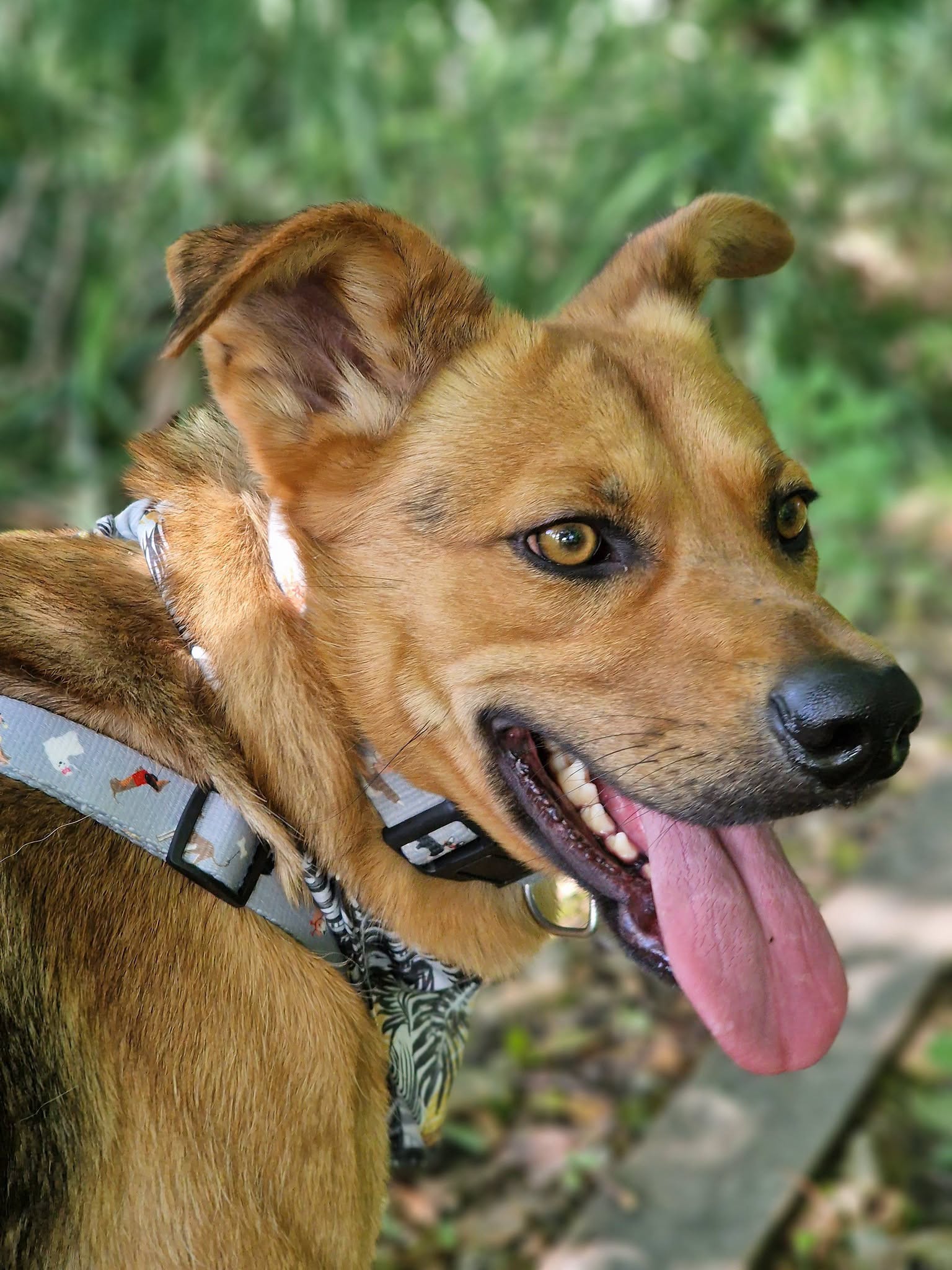 Bursztynek do adopcji